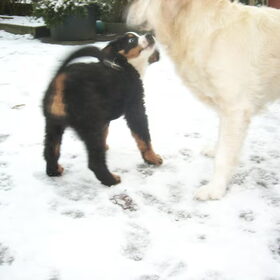 Hondenfoto van Lisa & doggs