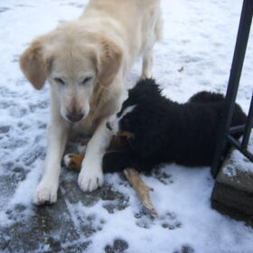 Hondenfoto van Lisa & doggs
