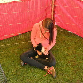 Belgian Border Collie Club show 14-09-14