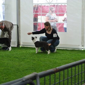 Belgian Border Collie Club show 14-09-14