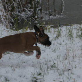 Hondenfoto van Suus, Chaos en Senna