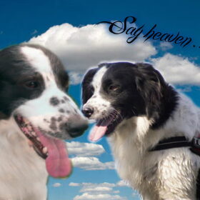 Hondenfoto van Angelique; Bruno, Charlie & Fenna  