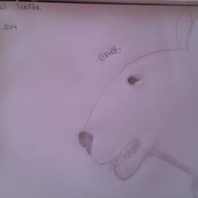Bull Terrier