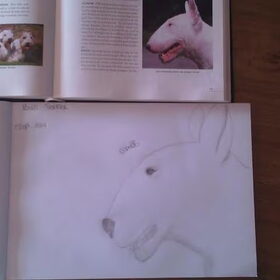 Bull Terrier