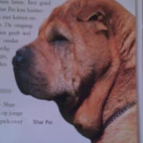 Shar Pei