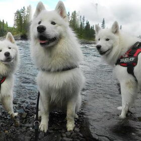 Hondenfoto van Team Black & White