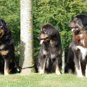Chepodokhyi-clan