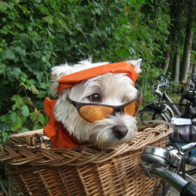 Hondenfoto van Heidi & Noortje