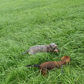 Hondenfoto van rasky&frotty