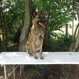 Hondenfoto van Dutchshepherdteam 