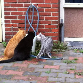 Hondenfoto van Anouk & Balou<3