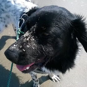 Ozzie vind het zelf ook allemaal wel grappig!