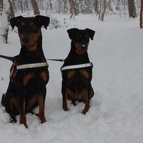 Hondenfoto van Veronique, Hugo, Jay-Dee & Mandy
