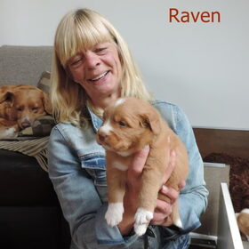 Hondenfoto van Luan en Lenne