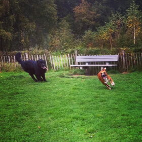 Hondenfoto van Anouk & Balou<3
