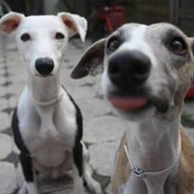 Hondenfoto van Yvonne Levi & Tygo& Kenzo