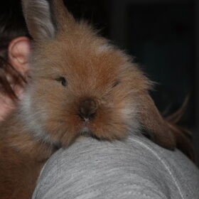 Hondenfoto van Cassy met Pepsi, Shana en Mandy