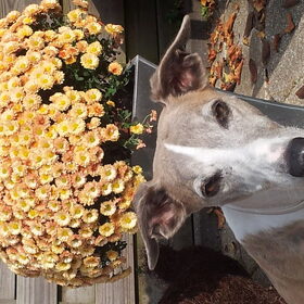 Hondenfoto van Yvonne Levi & Tygo& Kenzo