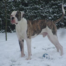 wat een knappe hond ben ik toch