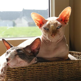 Hondenfoto van Tamara,Kallista & Marcel, Hercule †, Yordi †