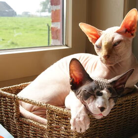 Hondenfoto van Tamara,Kallista & Marcel, Hercule †, Yordi †