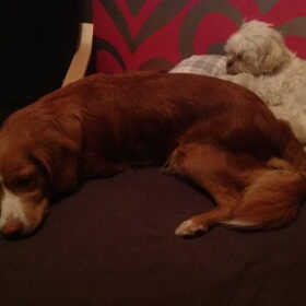 Schatjes ????