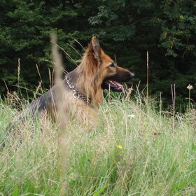 Hertha op de uitkijk.In het hoge gras.