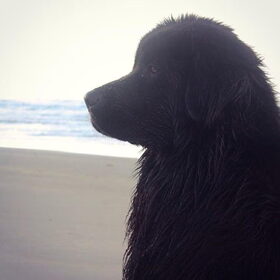 Hondenfoto van Anouk & Balou<3