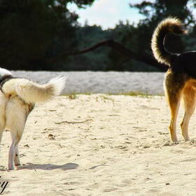 Hondenfoto van Tiffani & Pepper 