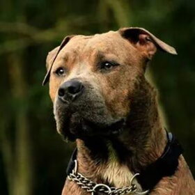 Hondenfoto van mason 