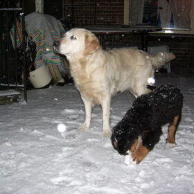Hondenfoto van Lisa & doggs
