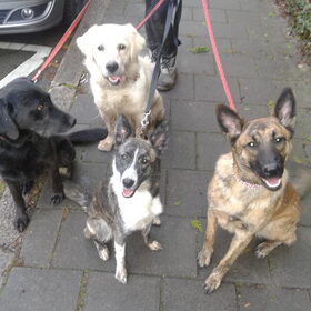 Hondenfoto van Dutchshepherdteam 