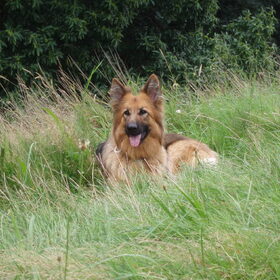 Hertha rust uit in het hoge gras.