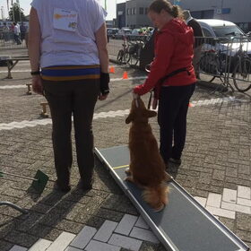 Hondenfoto van Sigrid, Sandy, Diva & Nala