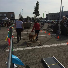 Hondenfoto van Sigrid, Sandy, Diva & Nala