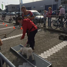 Hondenfoto van Sigrid, Sandy, Diva & Nala