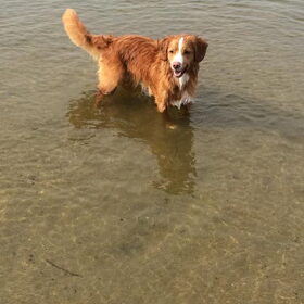 Hondenfoto van Sigrid, Sandy, Diva & Nala