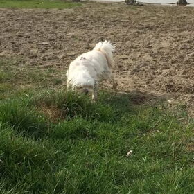Hondenfoto van Sigrid, Sandy, Diva & Nala
