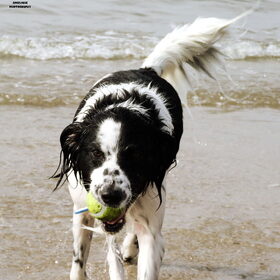 Strand ~ 28-09-2014