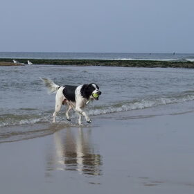 Strand ~ 28-09-2014