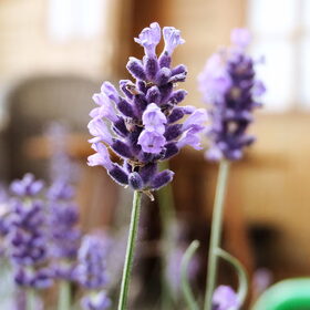 Lavendel :)