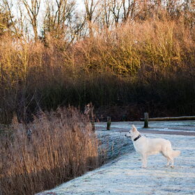 Hondenfoto van Hetty & Skipper