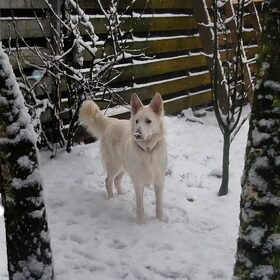 Hondenfoto van Hetty & Skipper
