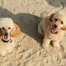 Hondenfoto van Inge, baasje van Gina, Flynn en Wobbe