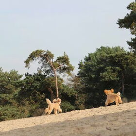 Hondenfoto van Inge, baasje van Gina, Flynn en Wobbe