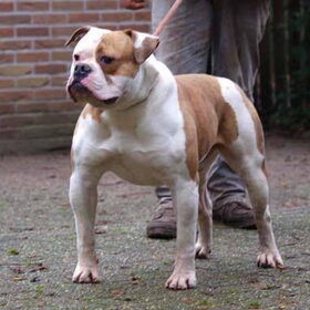 Hondenfoto van Daniel