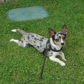Hondenfoto van Nymeria