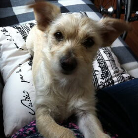 En dit is Happy, mijn ex-asielhondje, sinds september 2014 bij…