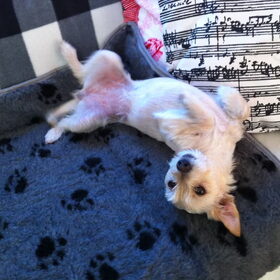 Happy - lekker puppygedrag heeft ze soms nog!