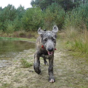 Hondenfoto van Jeanine :)